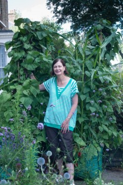 The grow pots here have corn, runner beans and squash all growing together.  Known as the 3 Sisters , growing the three crops together is a Iroquios tradition that seems to do well in North London too!