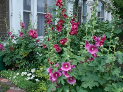 Gorgeous hollyhocks grown from seed collected the previous year.