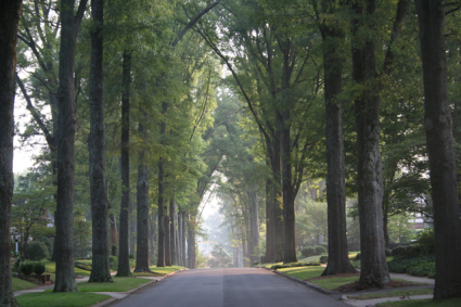 Typical tree lined suburban Charlotte street.  Gorgeous, right?