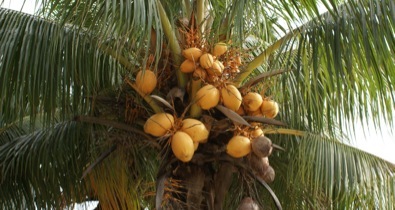 Florida coconuts
